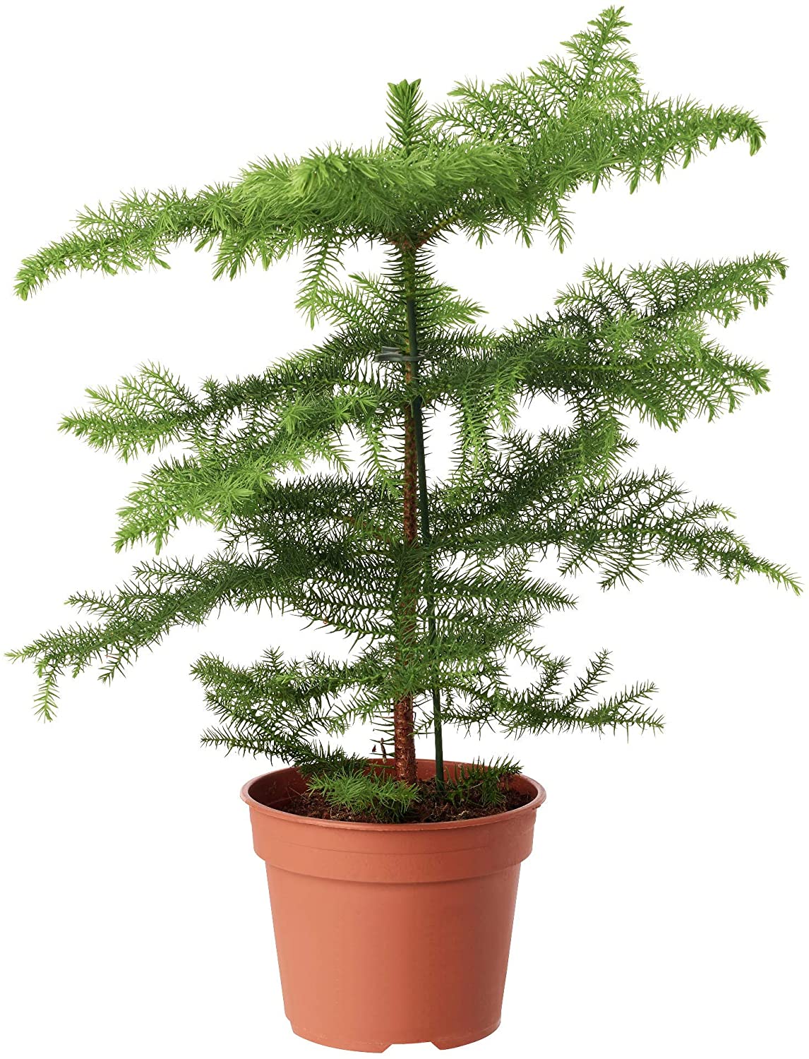 Norfolk Island Pine Trees That Please