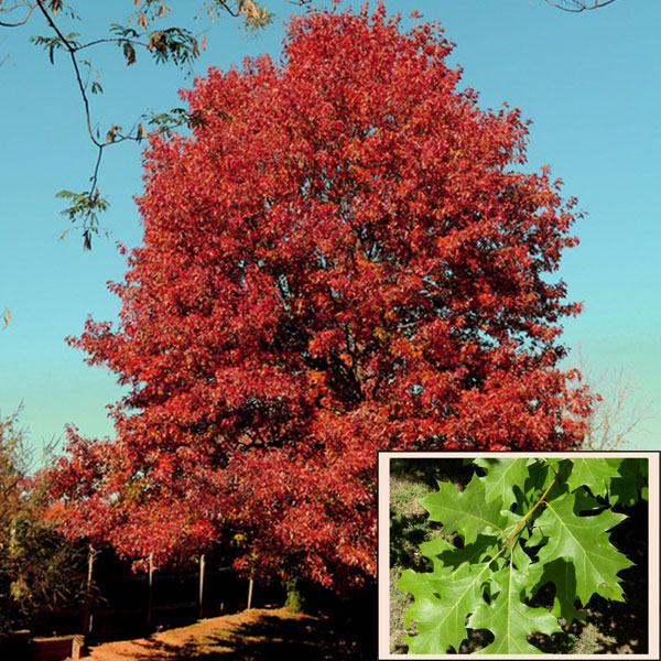 Types Of Texas Oak Trees - PELAJARAN